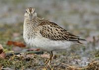Pectoral Sandpiper Calidris melanotos
