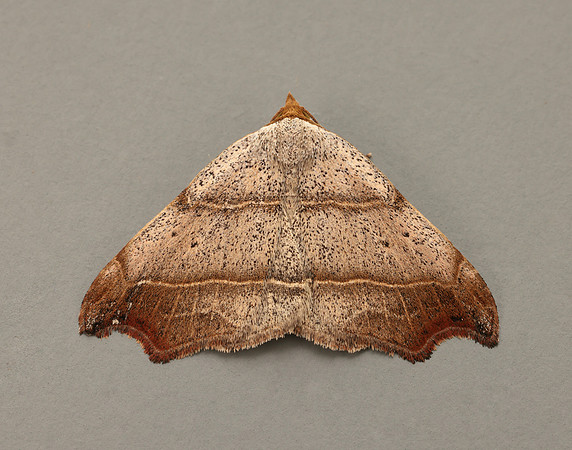 72.069 BF2473 Beautiful Hook-tip Laspeyria flexula