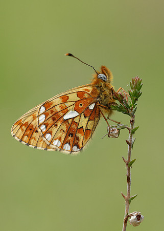 Pearl-Bordered Fritillary Boloria euphrosyne