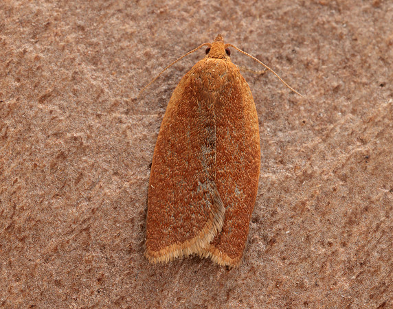 49.038 BF994 Clepsis consimilana