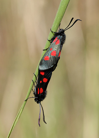 54.009 BF0171 Narrow-bordered Five-spot Burnet Zygaena lonicerae