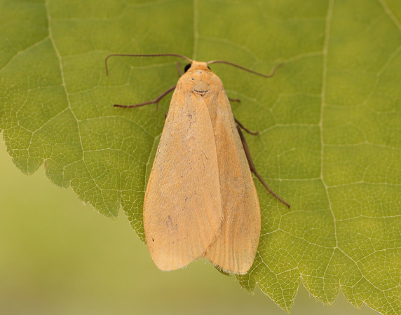 72.049 BF2043 Orange Footman Eilema sororcula