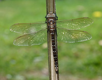 Common Hawker Aeshna juncea