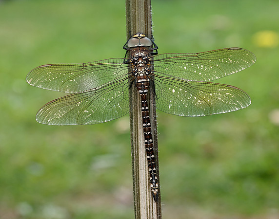 Common Hawker Aeshna juncea
