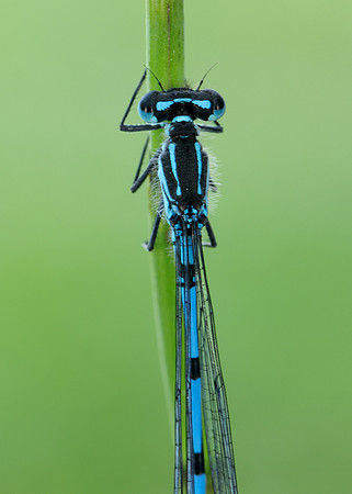 Variable Damselfly Coenagrion pulchellum