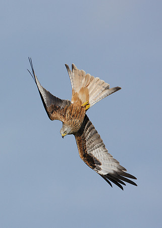 Red Kite Milvus milvus