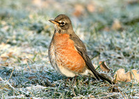 American Robin Turdus migratorius