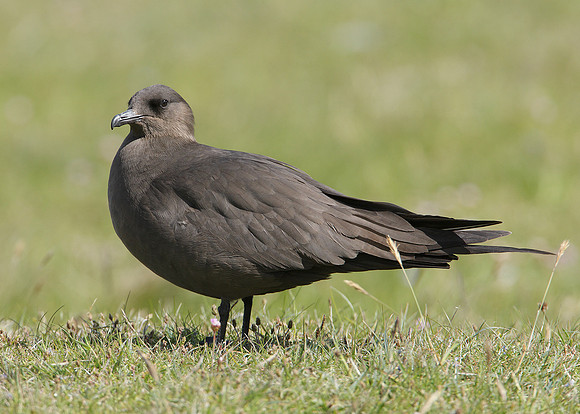 Arctic Skua Stercorarius parasiticus