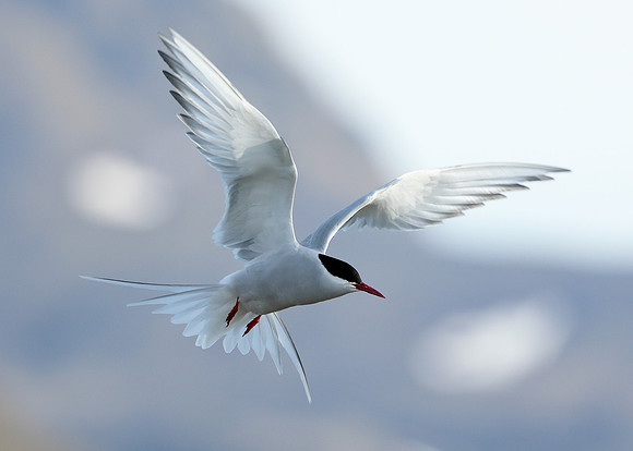 Arctic Tern Sterna paradisaea