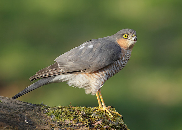 Sparrowhawk Accipiter nisus