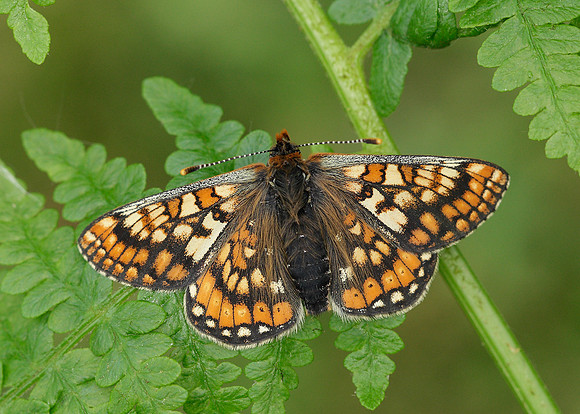 Marsh Fritillary Euphydryas aurinia