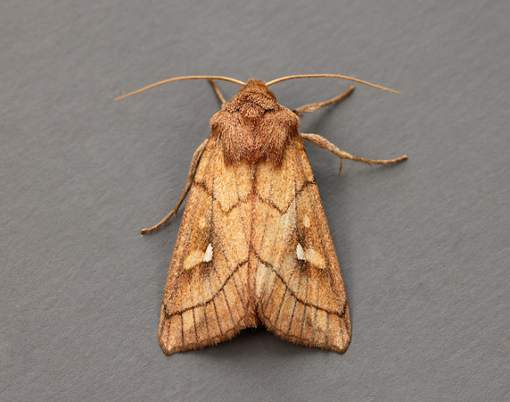 3.290 BF2192 Brown-line Bright-eye Mythimna conigera