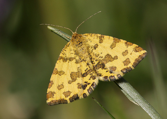 70.229 BF1909 Speckled Yellow Pseudopanthera macularia
