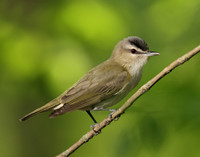 Red-eyed Vireo Vireo olivaceus