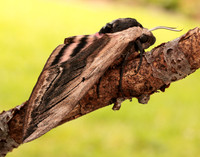 69.006 BF1976 Privet Hawk-moth Sphinx ligustri