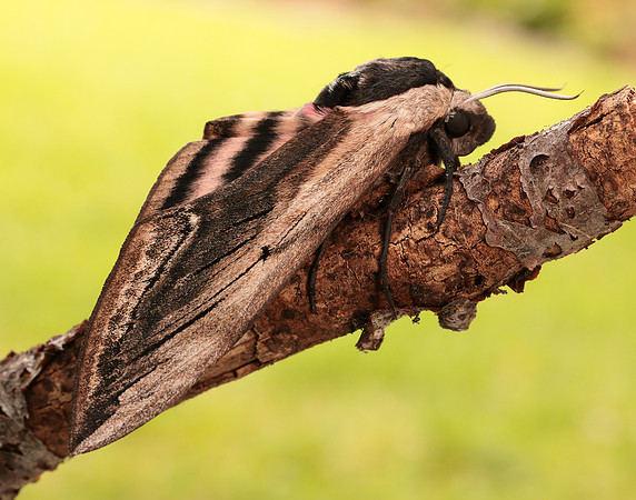69.006 BF1976 Privet Hawk-moth Sphinx ligustri