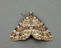 70.072 BF1744 Grey Mountain Carpet Entephria caesiata