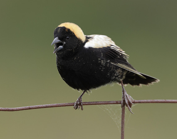 Bobolink Dolichonyx oryzivorus
