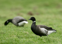 Black Brant Norfolk Dec 2006