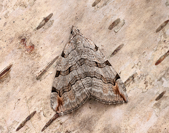 70.192 BF1867 Treble-bar Aplocera plagiata