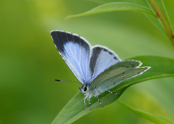 Holly Blue Celastrina argiolus