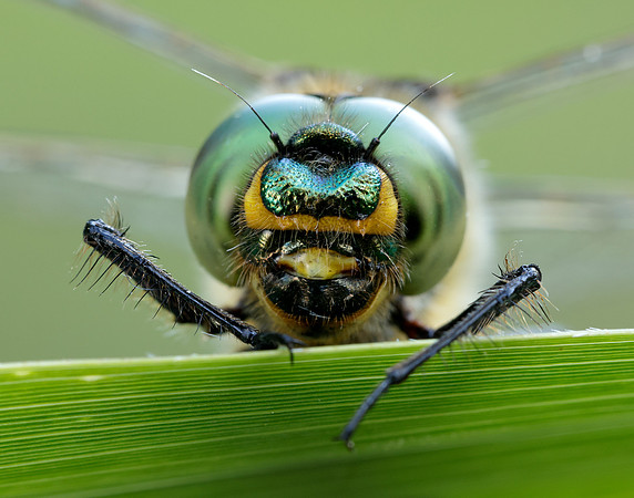Brilliant Emerald Somatochlora metallica