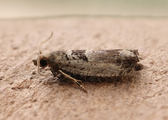 49.249 BF1134 Epinotia ramella