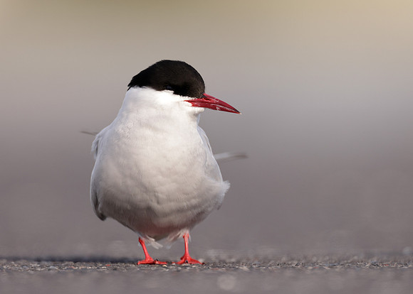 Arctic Tern Sterna paradisaea