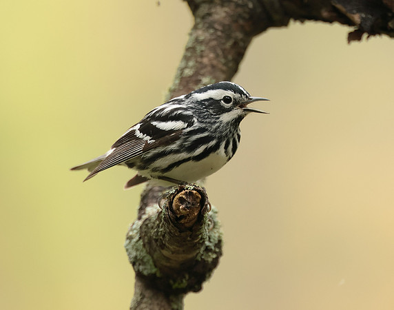 Black & White Warbler Mniotilta varia