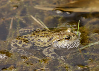 Common Toad Bufo bufo