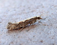 18.001 BF464 Diamond-back Moth Plutella xylostella