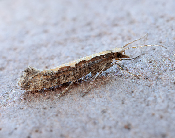 18.001 BF464 Diamond-back Moth Plutella xylostella