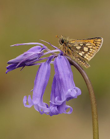 Chequered Skipper Carterocephalus palaemon