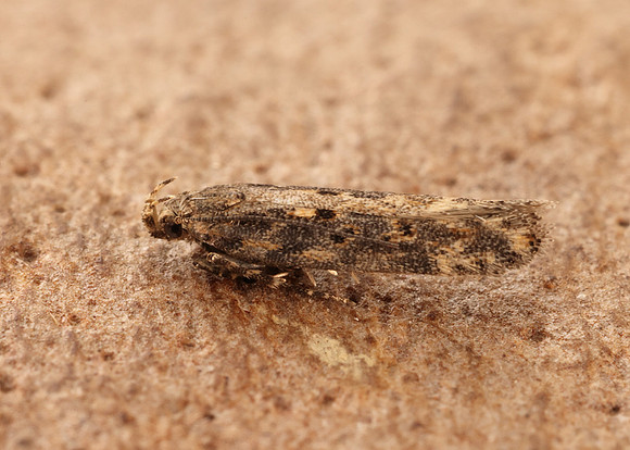 35.118 BF814 Beet Moth Scrobipalpa ocellatella