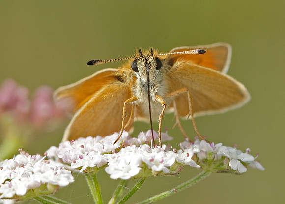 Essex Skipper Thymelicus lineola