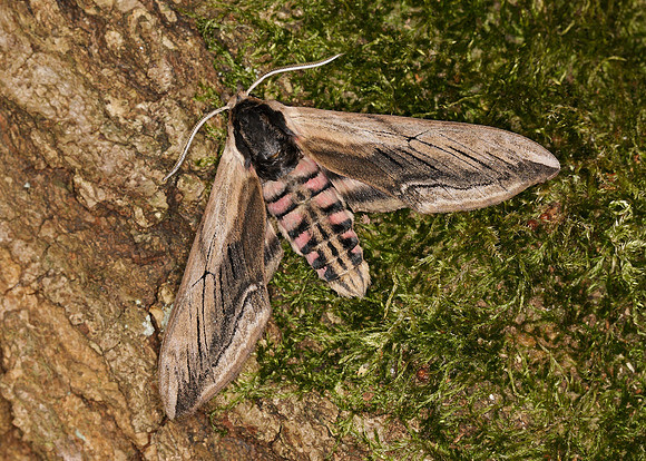 69.006 BF1976 Privet Hawk-moth Sphinx ligustri