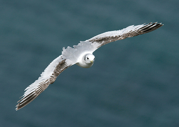 Kittiwake Rissa tridactyla
