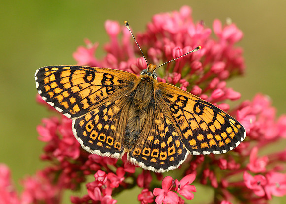 Glanville Fritillary Melitaea cinxiia