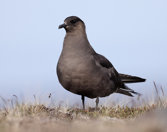 Arctic Skua Stercorarius parasiticus