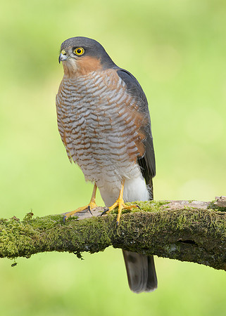 Sparrowhawk Accipiter nisus