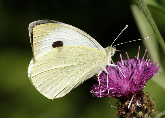 Large White Pieris brassicae
