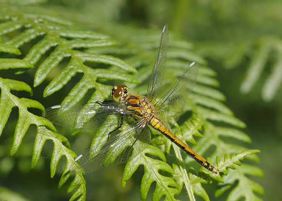 Black Darter Sympetrum danae