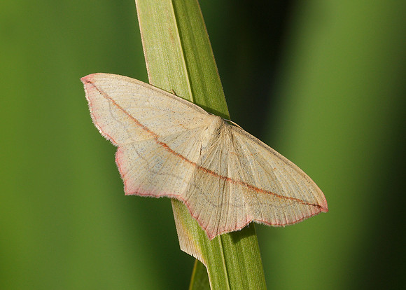 70.029 BF1682 Blood Vein Timandra comae