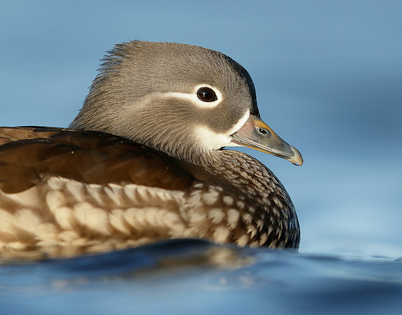 Mandarin Aix galericulata
