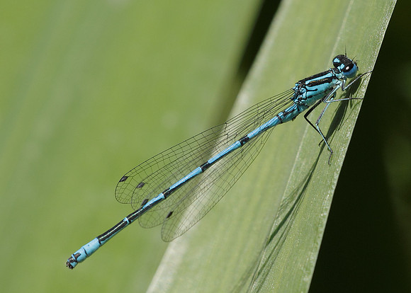 Azure Damselfly Coenagrion puella