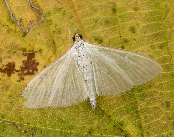 63.048 BF1408 Palpita vitrealis