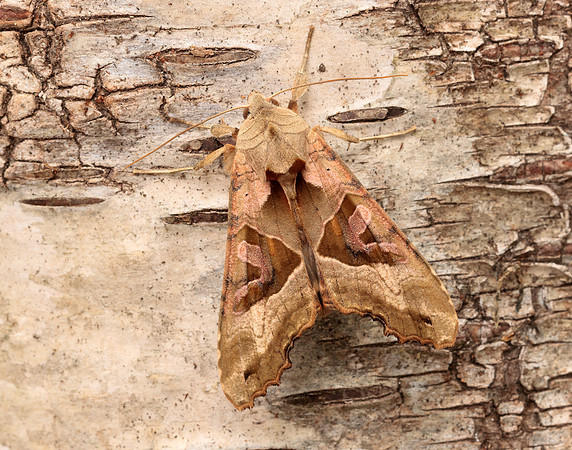 73.113 BF2306 Angle Shades Phlogophora meticulosa