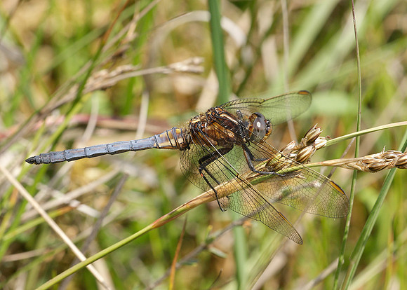 Keeled Skimmer Orthetrum coerulescens