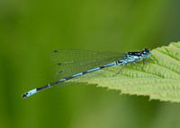 Variable Damselfly Coenagrion pulchellum