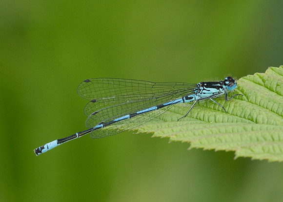Variable Damselfly Coenagrion pulchellum